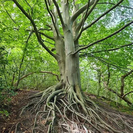 The Forester 度假居