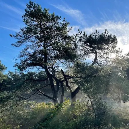 The Forester 斯霍尔